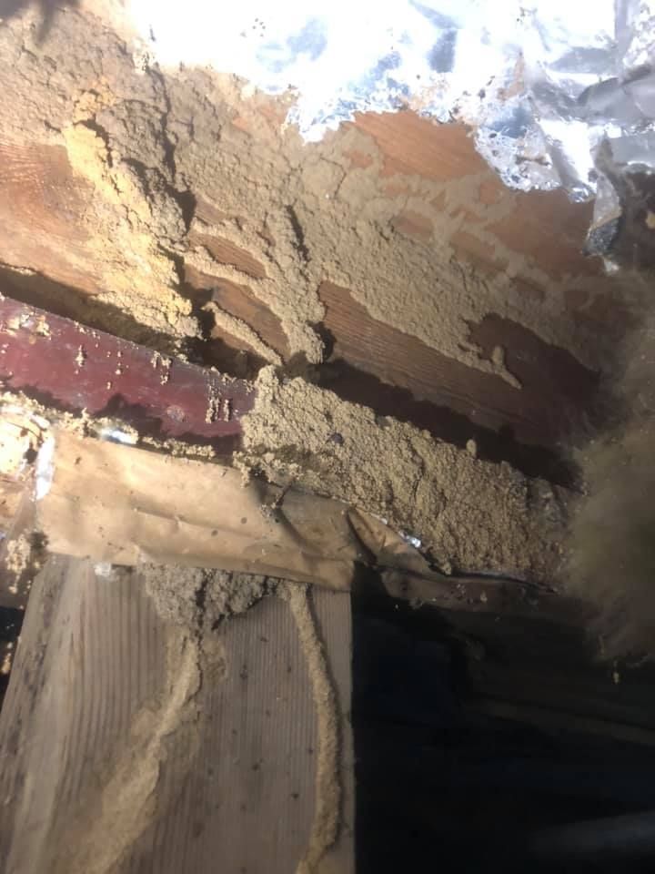 Termite damage in attic, showing wood beams covered in mud-like material.