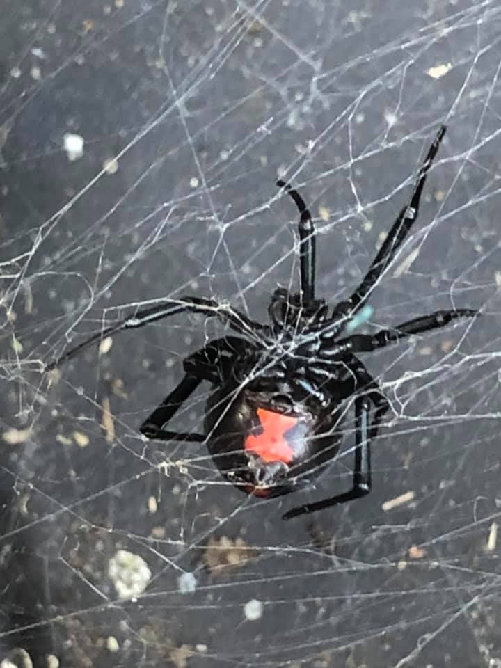 Black widow spider with red hourglass marking on its abdomen, in a web.