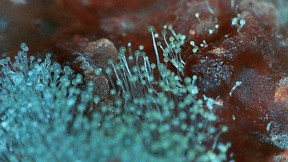 Green mold with small round structures on a reddish-brown surface.