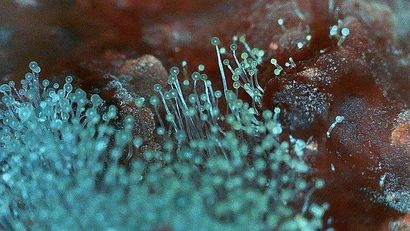 Green mold with small round structures on a reddish-brown surface.