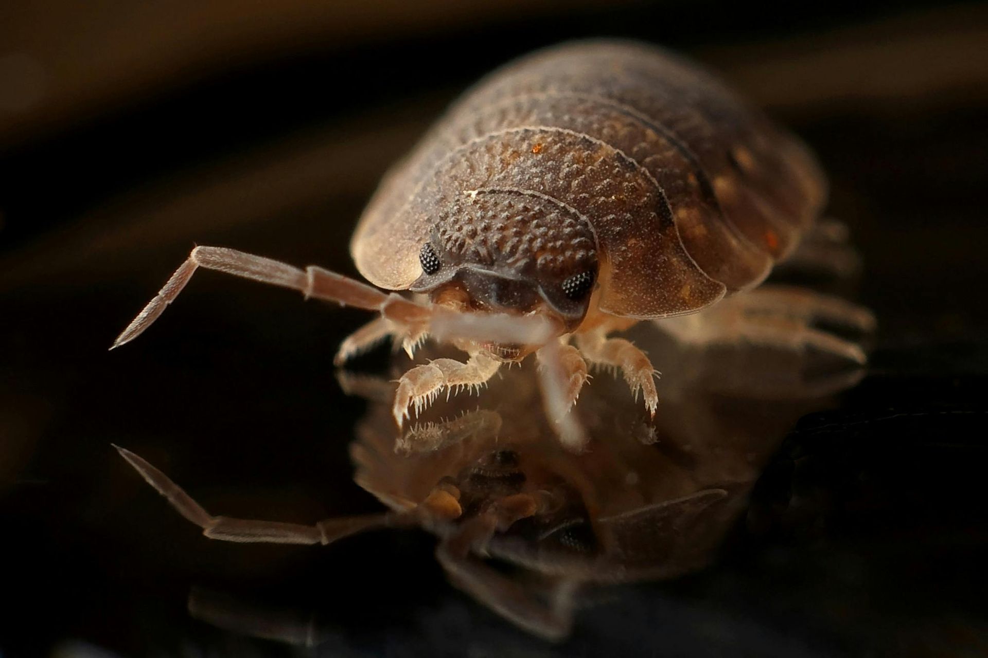 Close-up of a brown woodlouse with a textured shell, reflected on a dark surface.