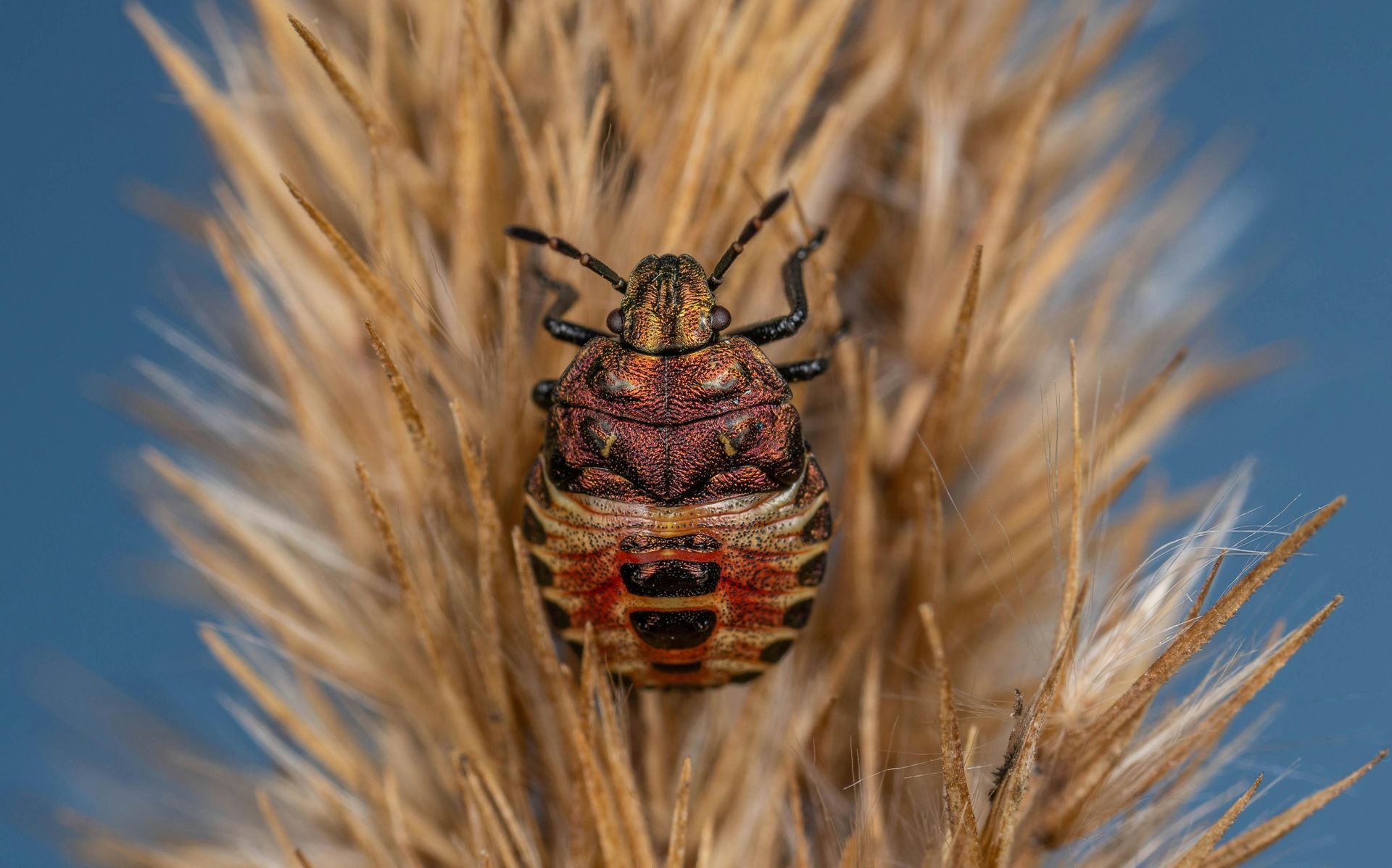 A colorful stink bug perched on a dry seed head, against a blue background.