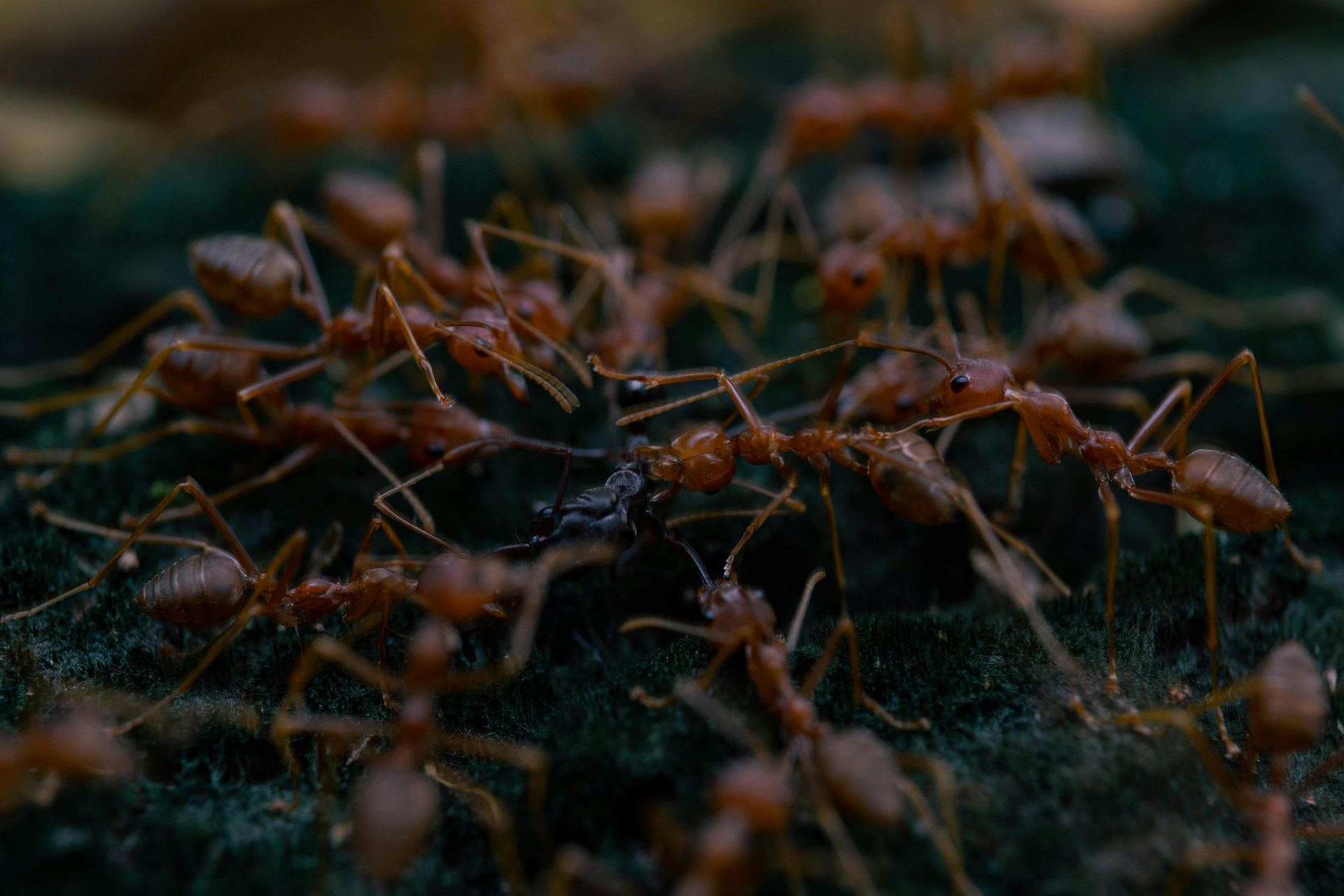 Red ants swarm around a dark object on a green surface.
