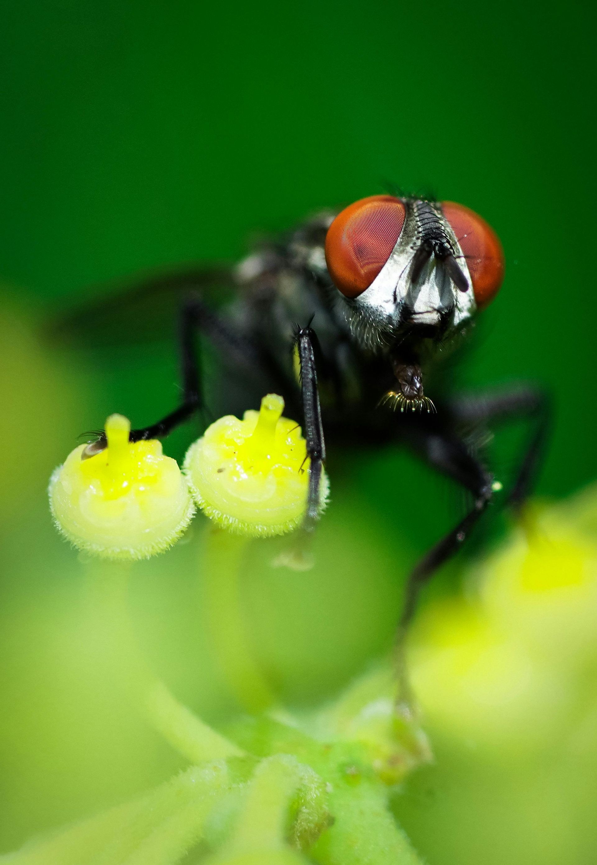 Fly with red eyes, holding two yellow balls on a green plant.
