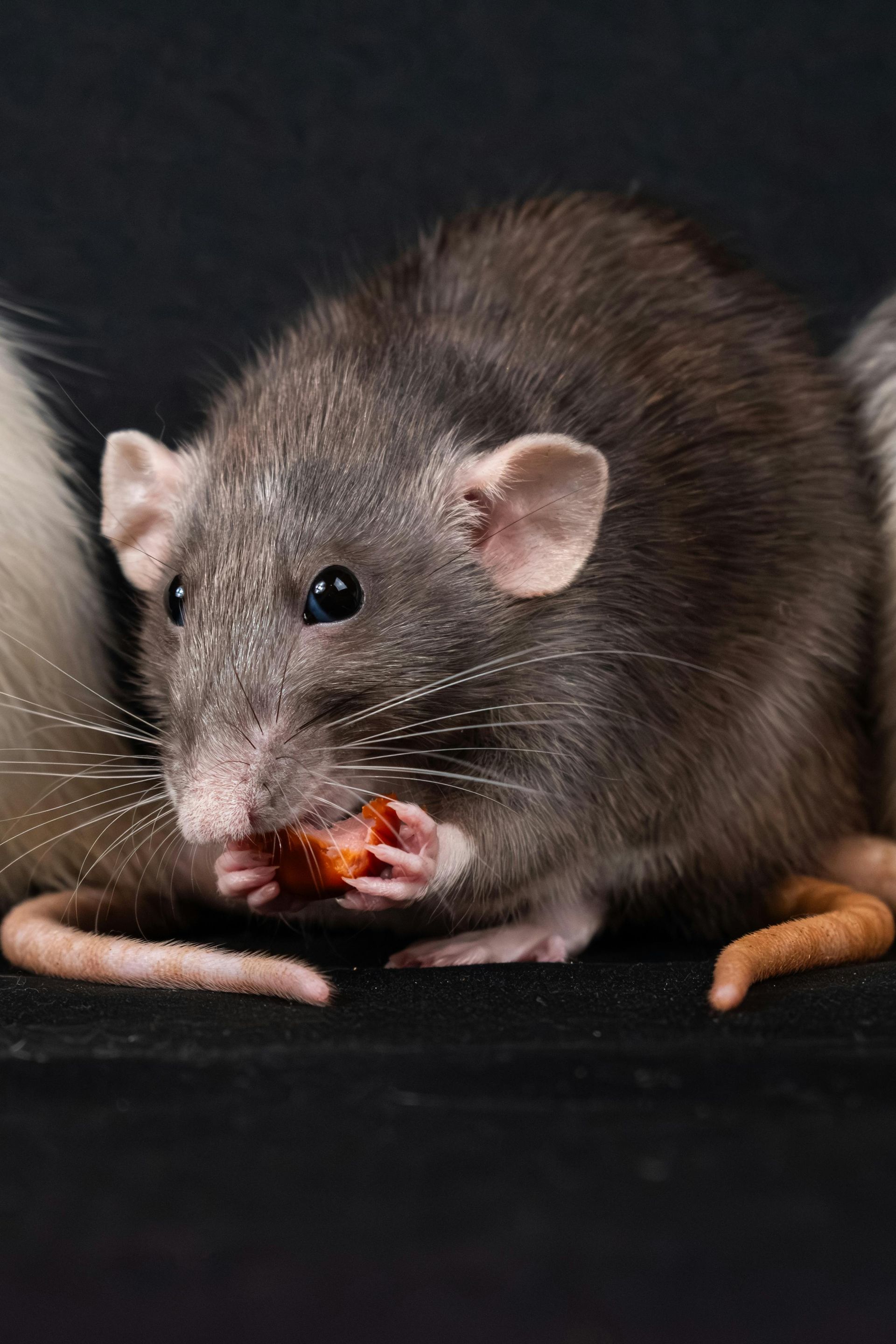 A gray rat eating food, sitting against a black background.