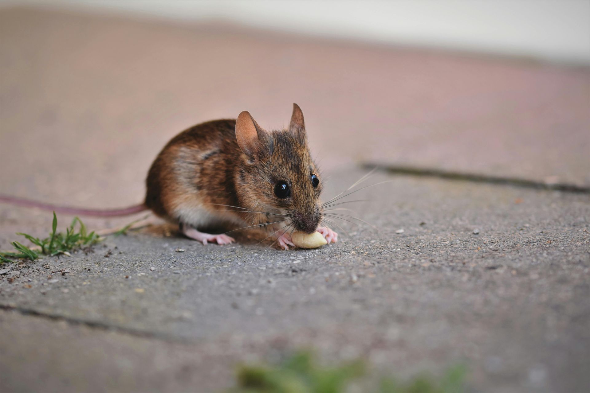 Mouse eating food on a gray concrete surface.