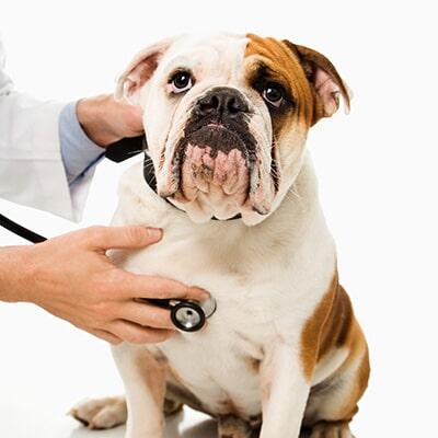 MVZ. RICARDO EL MOSRI BOHSAIN - estética para perrros