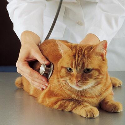 MVZ. RICARDO EL MOSRI BOHSAIN - vacunación para mascotas