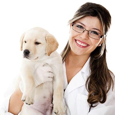 MVZ. RICARDO EL MOSRI BOHSAIN - dermatología veterinaria