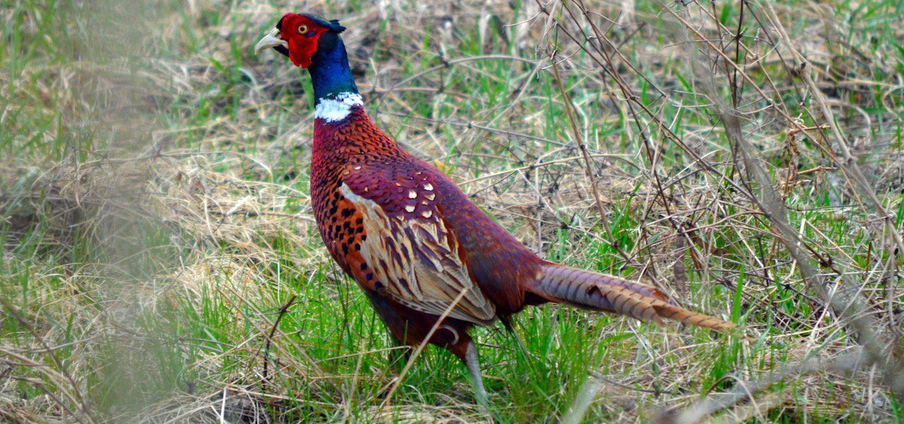 Glenquicken Farm Game Meats Pheasant