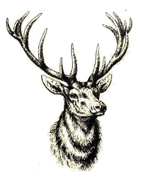 Glenquicken stag logo