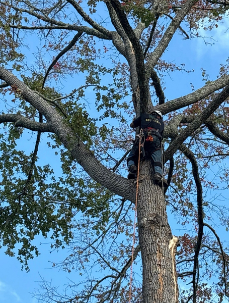 Arborist in tree, secured by rope, against a blue sky.