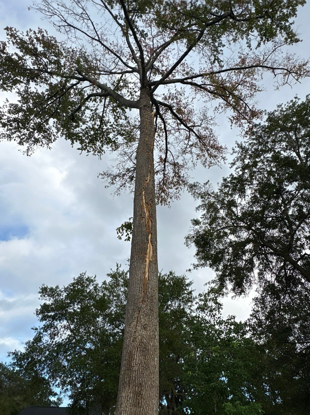 Tall tree with a long scar down its trunk, branches reaching towards a cloudy sky.