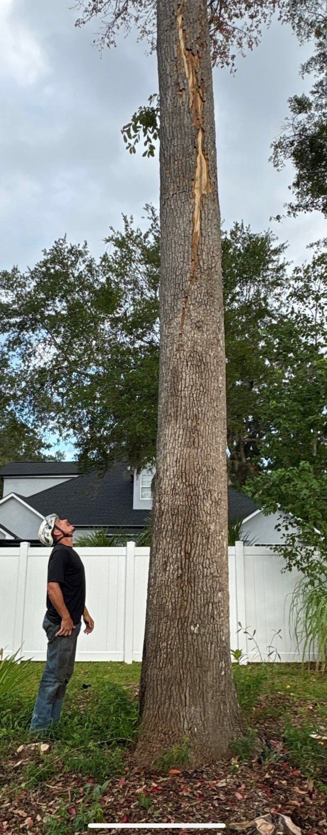 A tall tree with a damaged trunk. A man stands beside the tree, looking up. Cloudy sky, backyard setting.