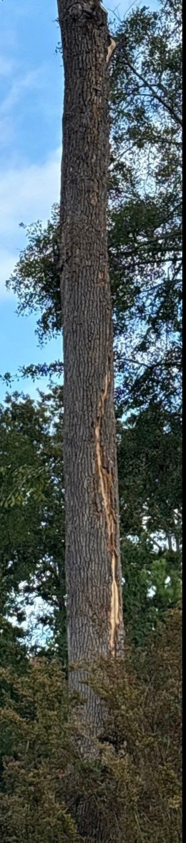 Tall, bare tree trunk against a blue sky and leafy green background.