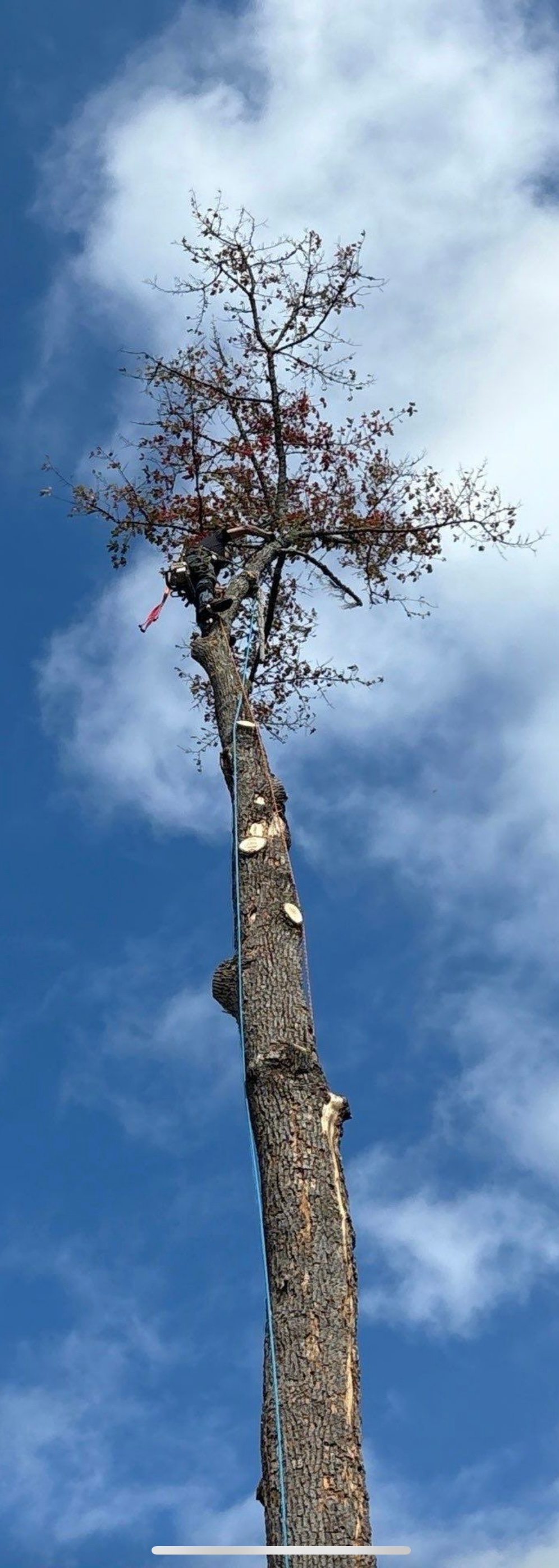 Tall tree against a blue sky with white clouds.