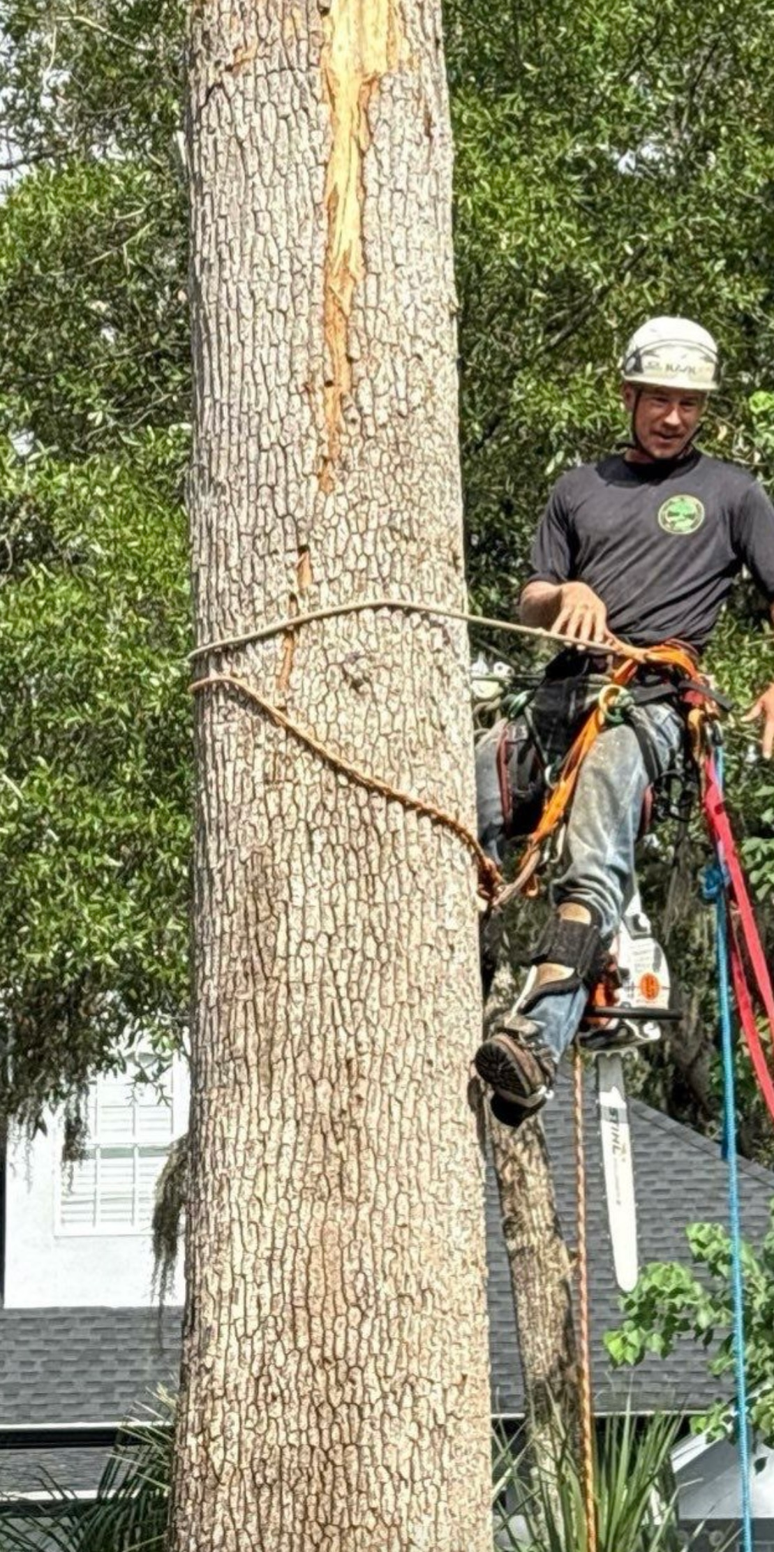 A tree worker cutting a tree, secured with ropes, wearing safety gear.