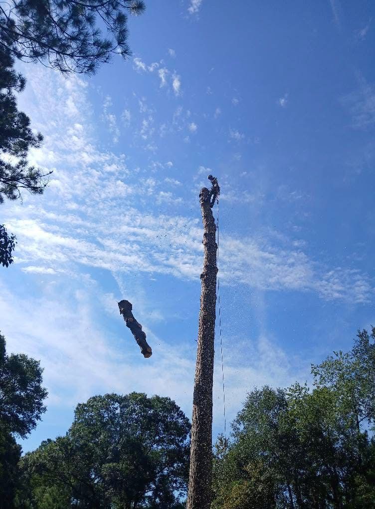 Person cutting a tall tree with a chainsaw, blue sky, a log falling.