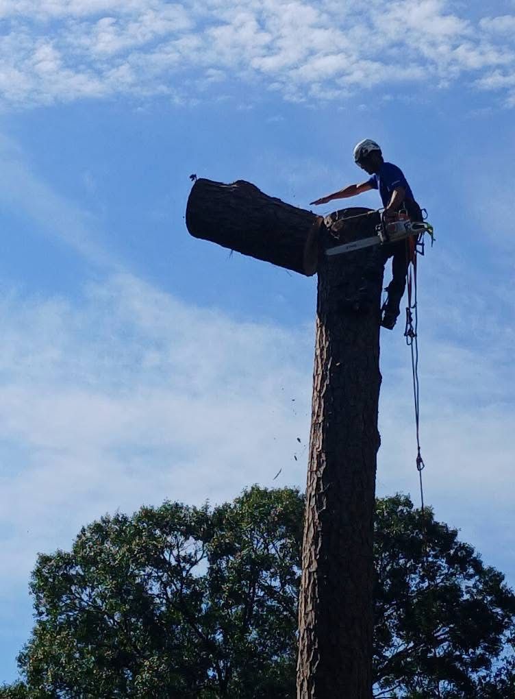 Arborist cutting a tree trunk, wearing safety gear, blue sky backdrop.
