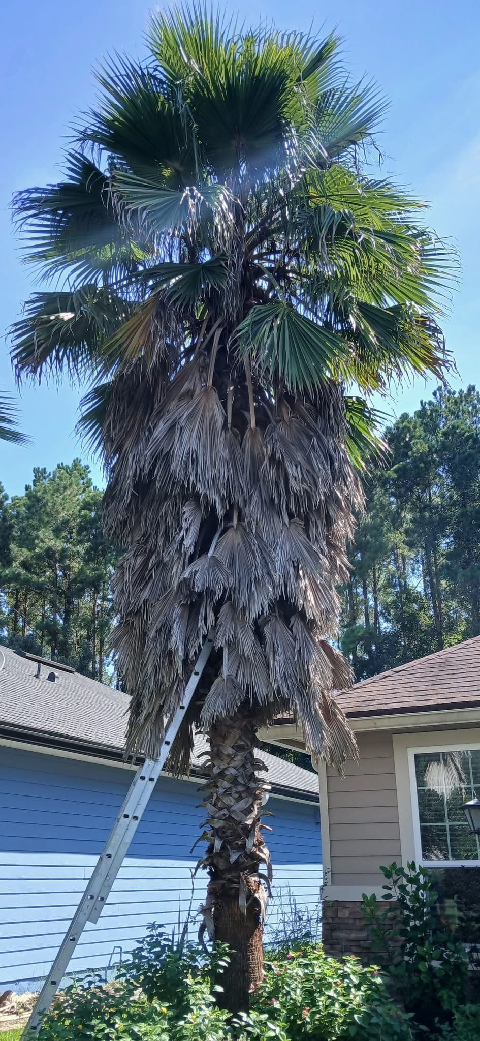 A tall palm tree next to a house with a ladder leaning against it, blue sky in the background.