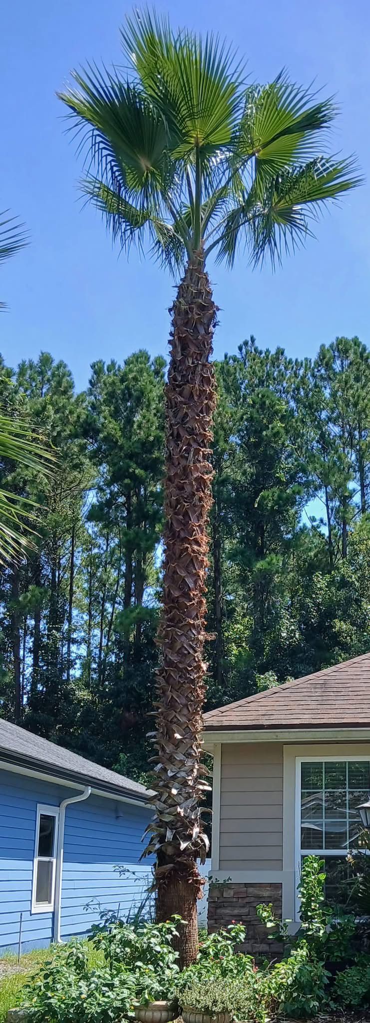 Tall palm tree in front of a blue house and a beige house with a brown roof, blue sky in the background.