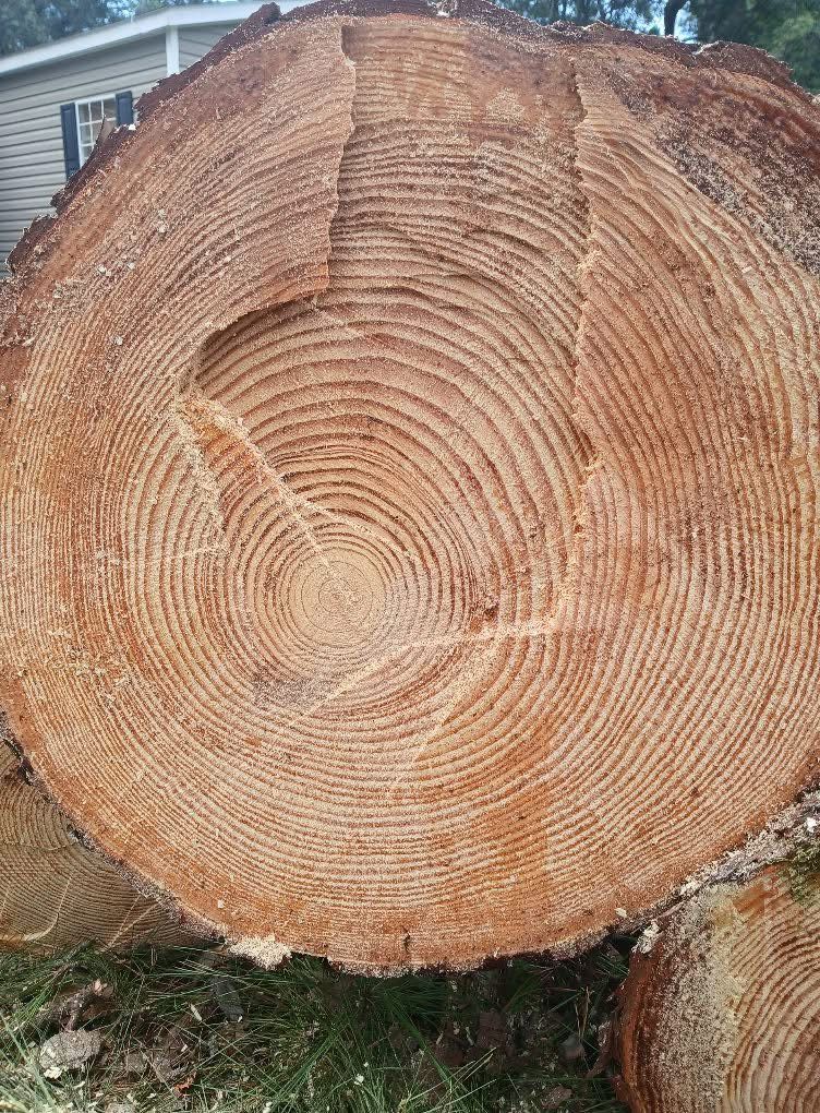 Cross-section of a tree trunk showing concentric growth rings, a light brown color, and a large central core.