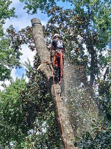 Arborist in safety gear atop a tree trunk, sawing a branch against a sunny sky.