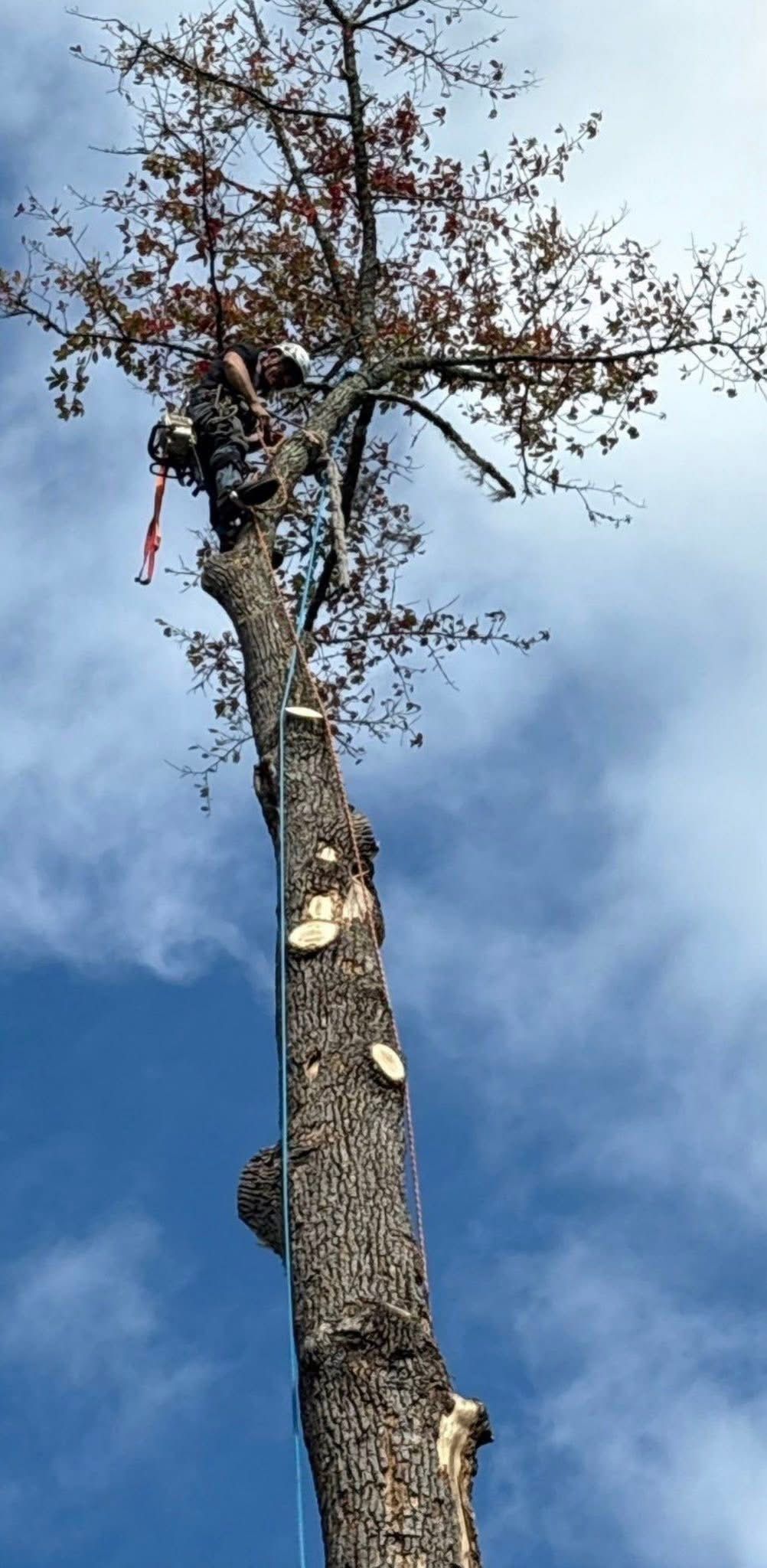 A tree trimmer cuts a tall tree, blue sky background.