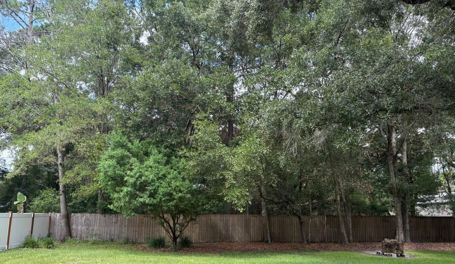 Lush green trees and shrubs behind a wooden fence in a grassy yard.