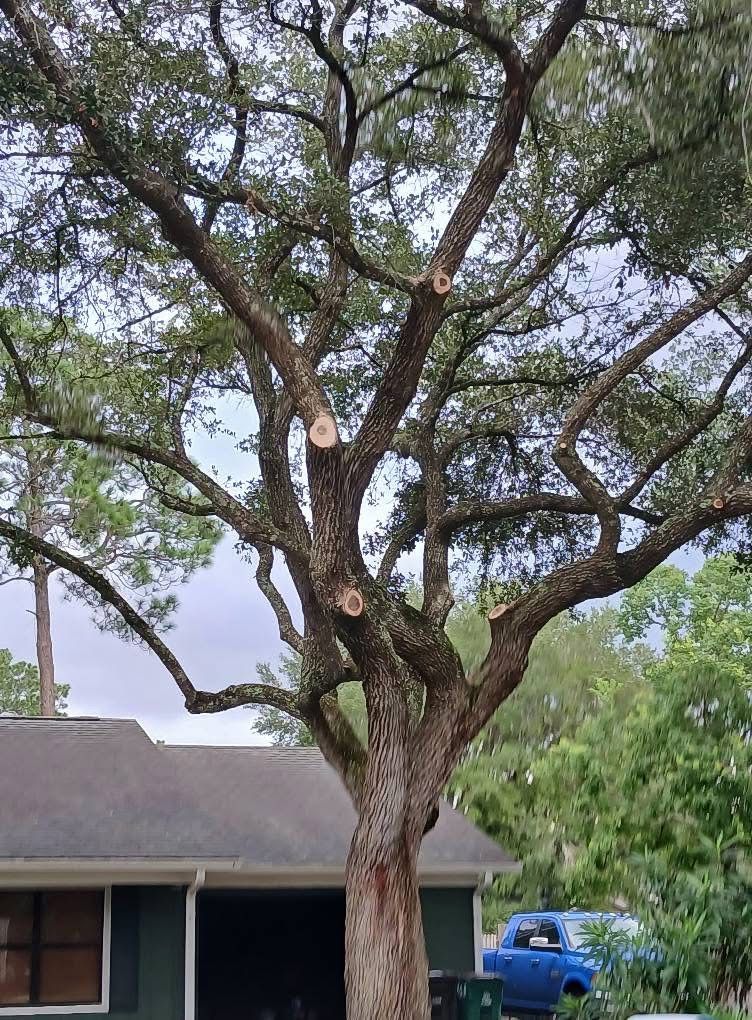 Mature tree with several cut branches, near a house with a blue car in the background.