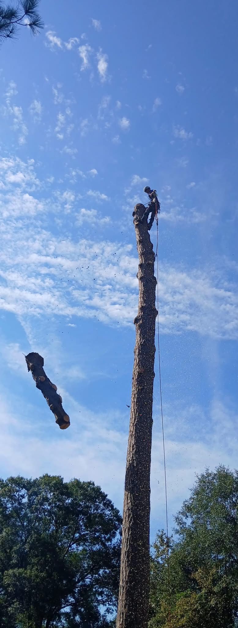 A tree cutter working on a tall tree with a blue sky background.