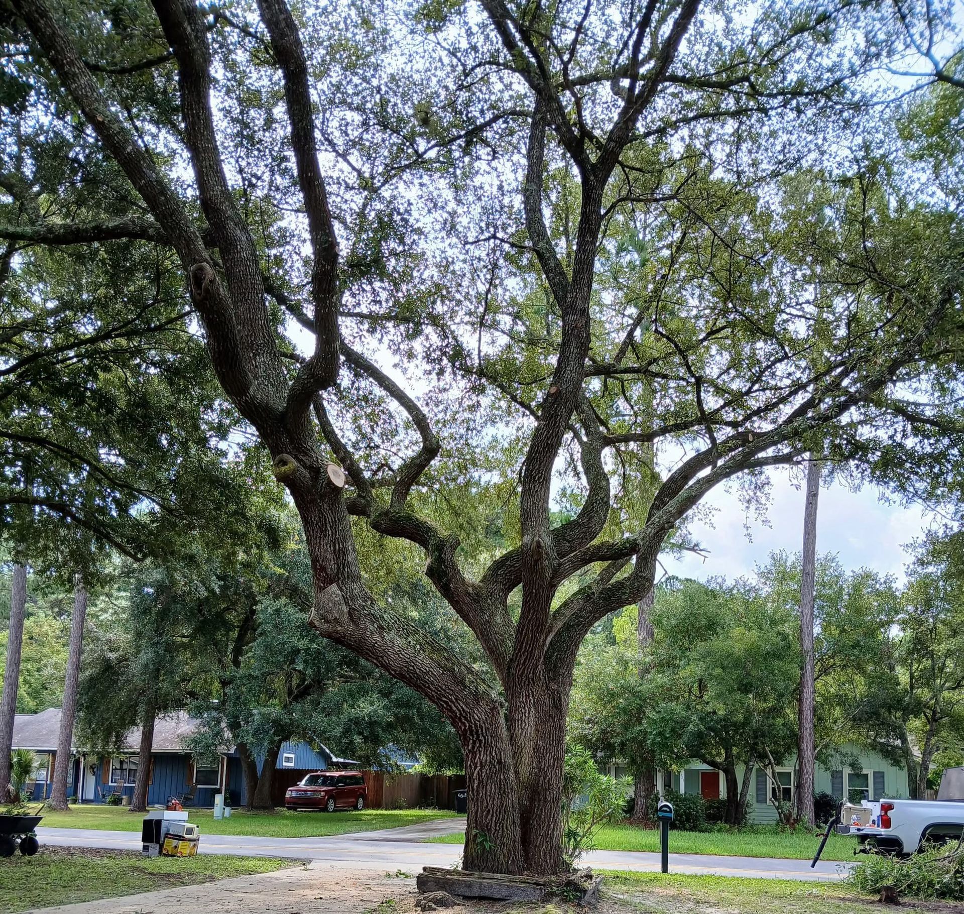 Large tree in a residential area with houses in the background and lawn equipment in the foreground.