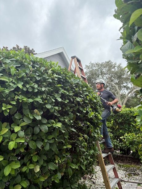 Man trimming a green bush with hedge trimmers in a garden.