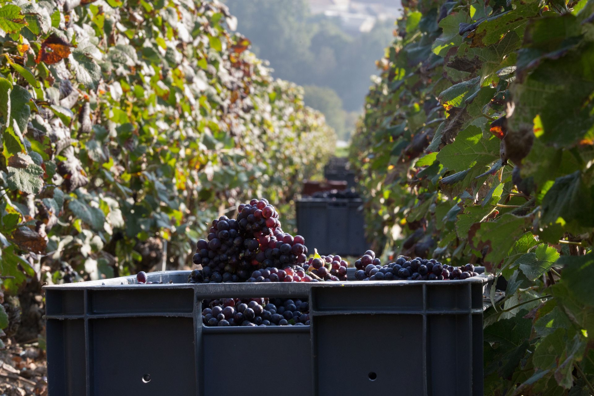 Grapes overflowing a crate in a vineyard. Rows of vines and foliage stretch to the background in sunlight.
