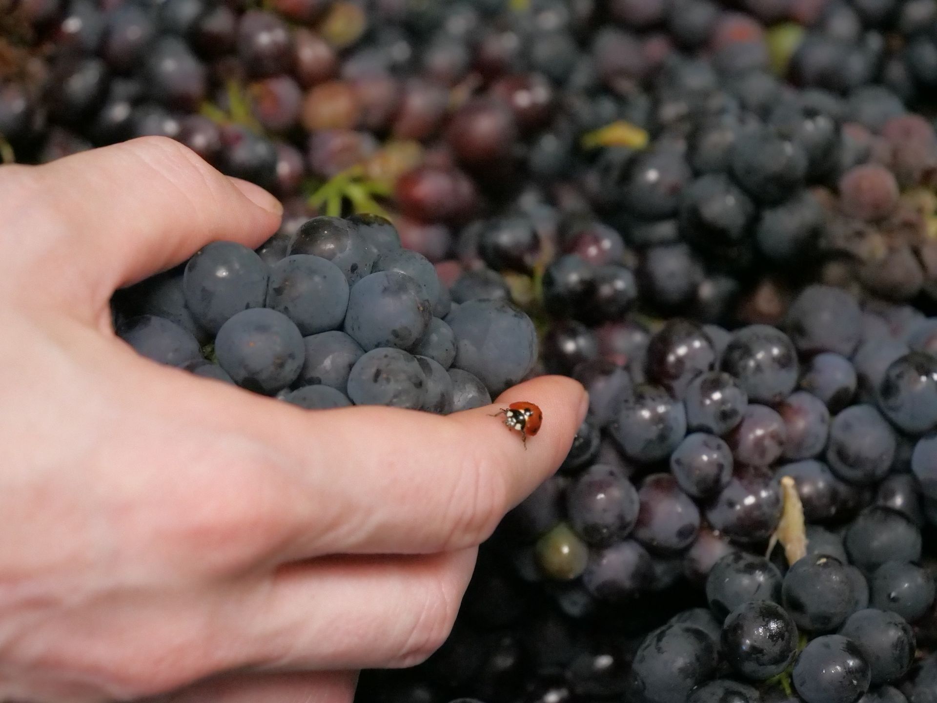 Champagne bottle and framed photos in wooden crate, beside green plants.