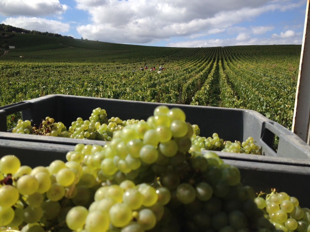 Harvesting grapes