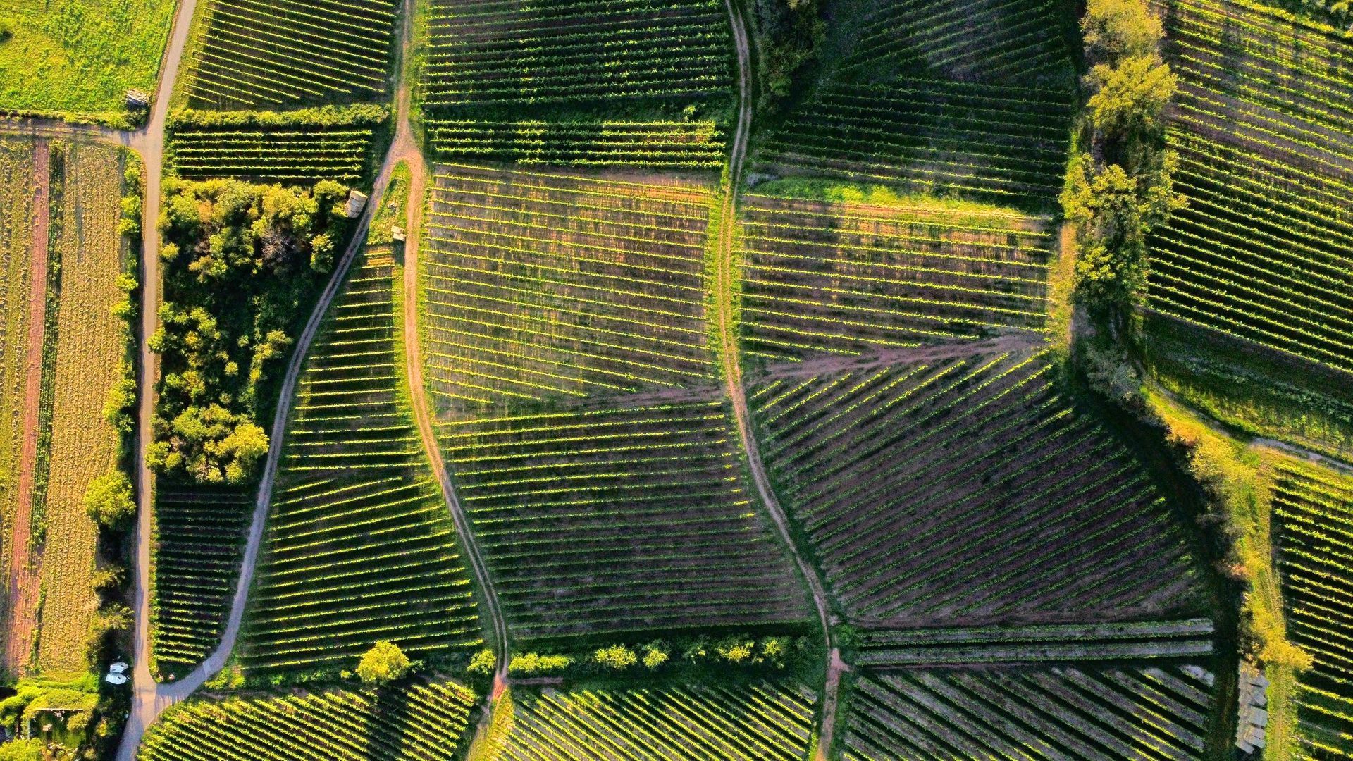Aerial view of vineyards with rows of green plants and dirt paths.