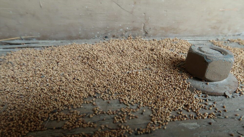 Pile of small, tan pellets with a rusty metal nut on a weathered wooden surface. — Precision Pest Services in Nabiac, NSW