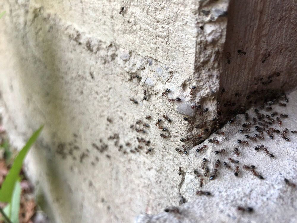 A Group of Ants Are Crawling on a Concrete Surface — Precision Pest Services in Nabiac, NSW