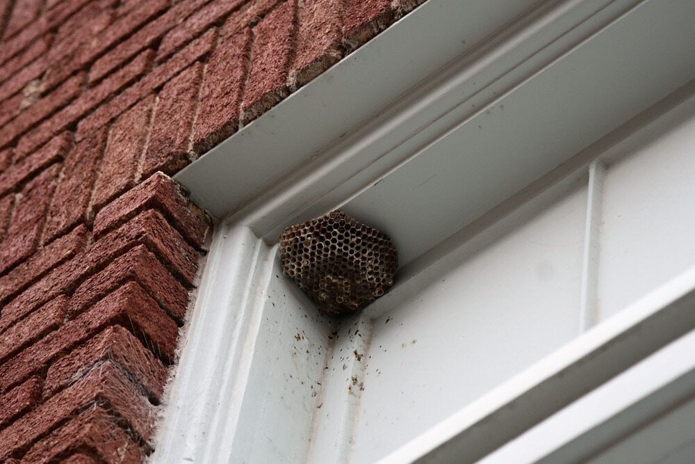 A Wasp Nest is Sitting on a Window Sill — Precision Pest Services in Gloucester, NSW