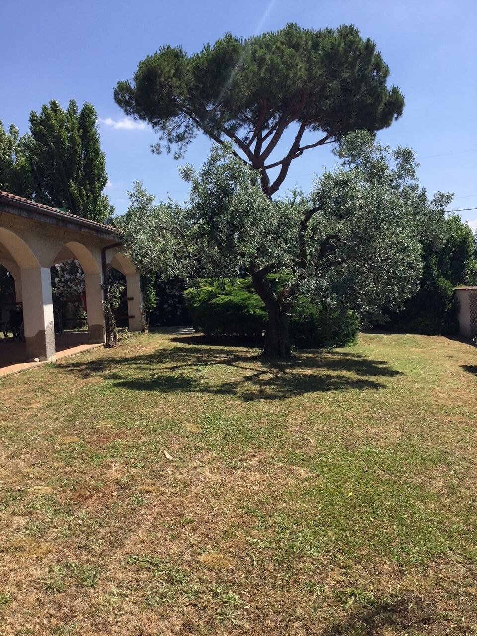 alberi con giardino