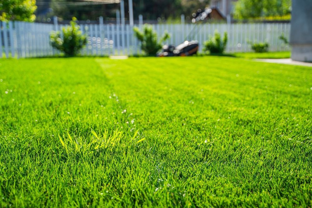 Green lawn with white picket fence and a robotic lawnmower in the background.
