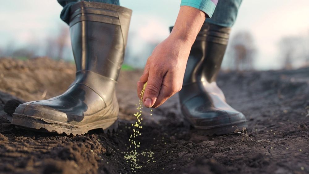 Person in rubber boots sowing seeds in a furrowed field.