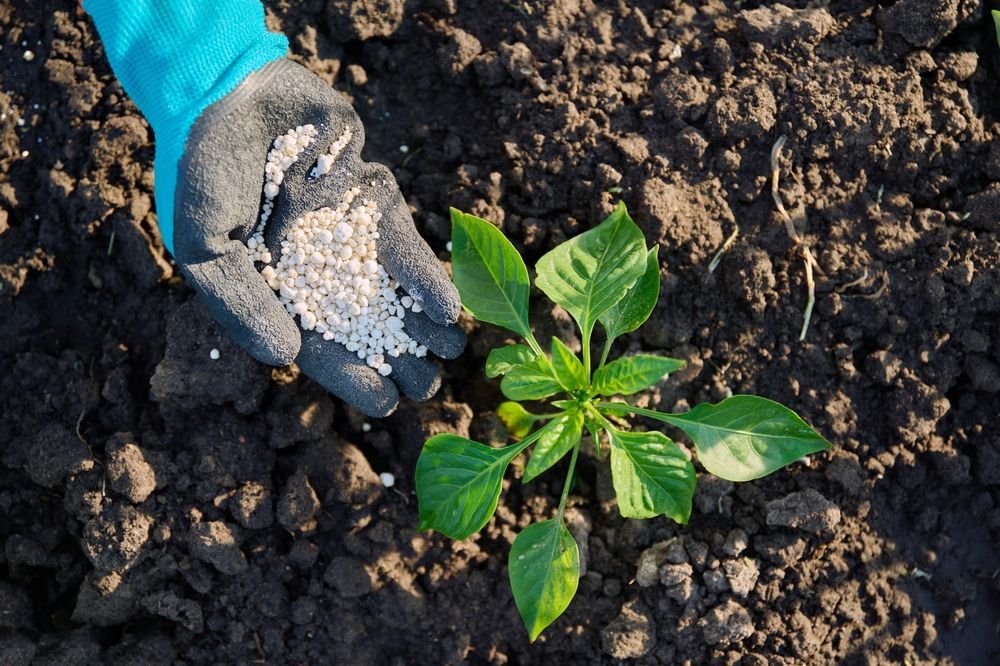 Gloved hand sprinkling fertilizer on a small plant in dark soil.