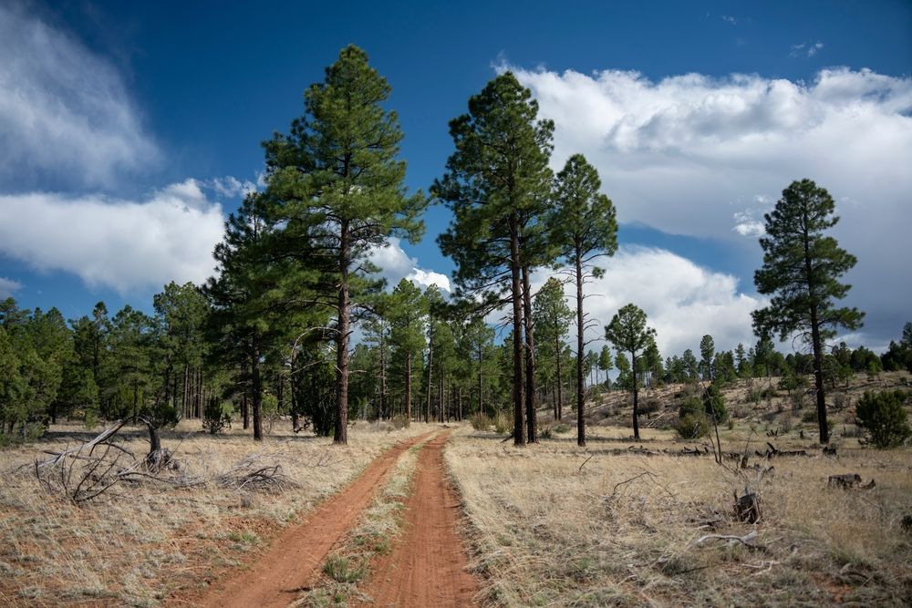 Dirt road through a forest of tall pine trees under a blue sky with white clouds.