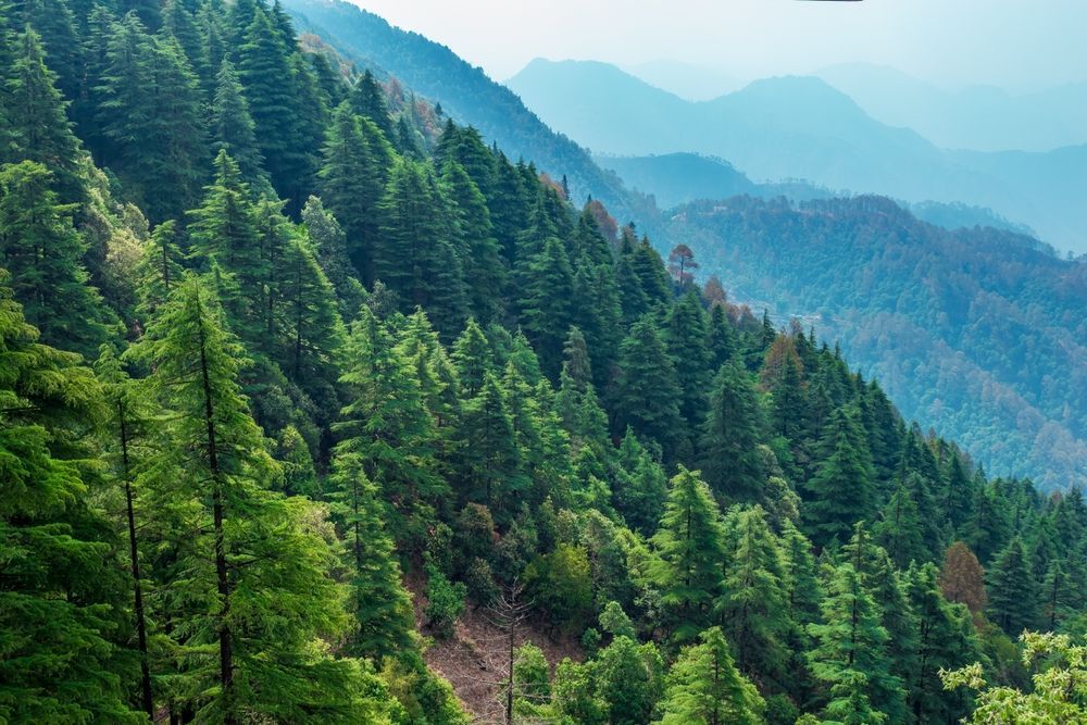 Lush green forest on a mountain slope with layers of blue, hazy mountains in the distance.