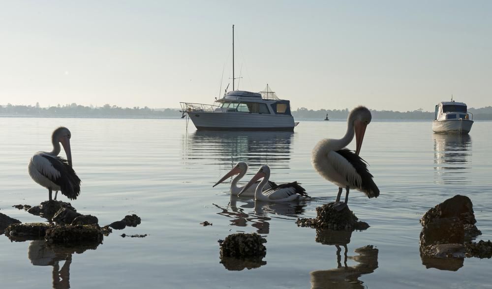 Pelicans Standing On Rocks In The Water With A Boat In The Background — Licence To Spark In San Remo NSW