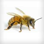 Bees — Newport News, VA — E & R Exterminating Company, Inc.