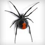Spiders — pest control in Newport News, VA