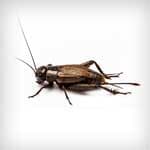Crickets — pest control in Newport News, VA